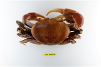 藏品(凶狠圓軸蟹)的圖片